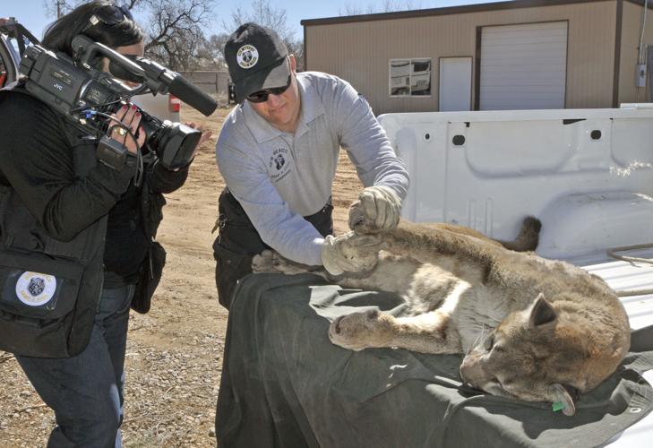 Mountain lion, or lions, won't leave Red Lodge