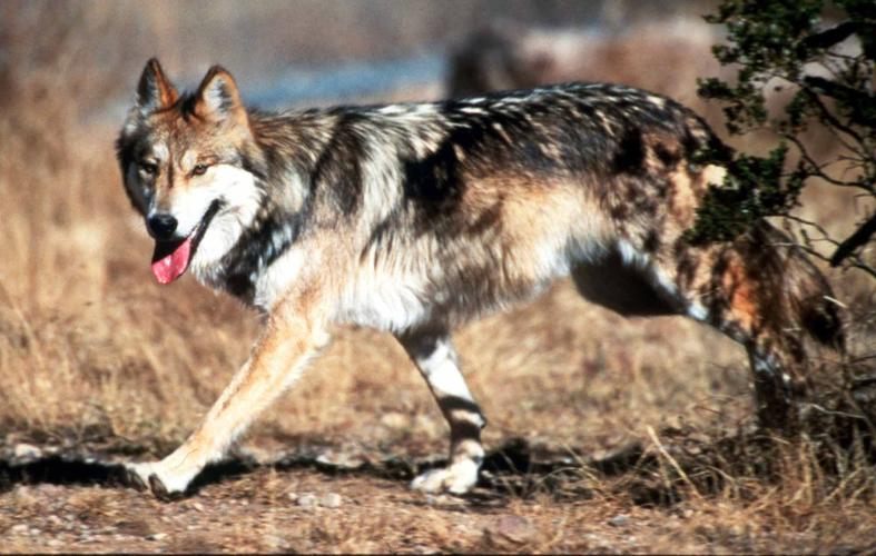 Groups urge feds to release more Mexican wolves