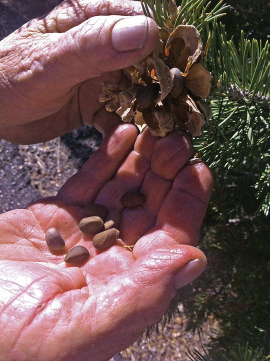 Piñon pickers carry on tradition Local News