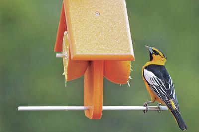Bullock S Orioles Help Usher In Spring Migration Local Columns