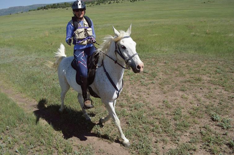 Endurance Training  Perseverance Endurance Horses