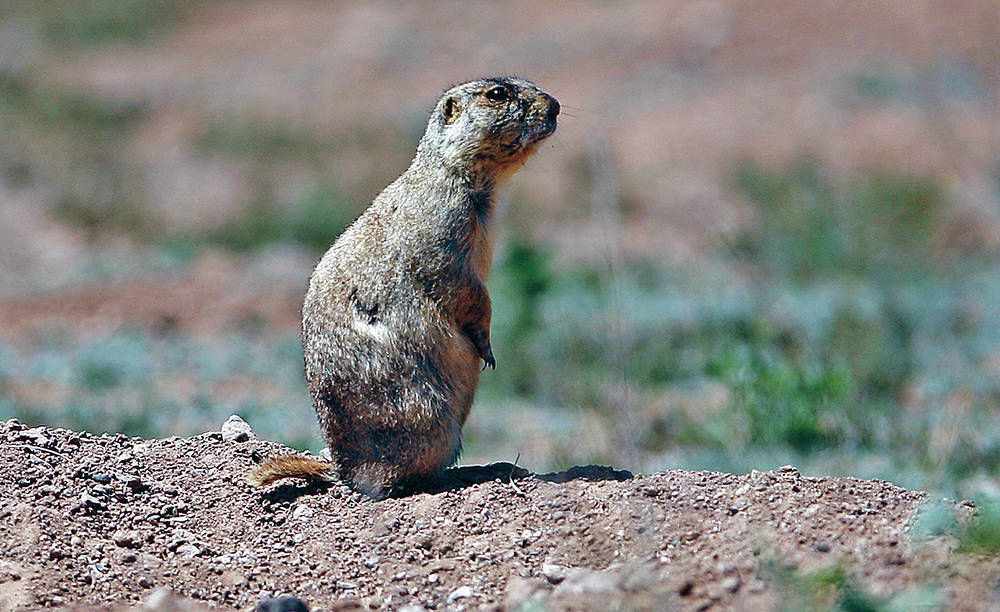 Fast food or prairie dogs? Santa Fe’s choice