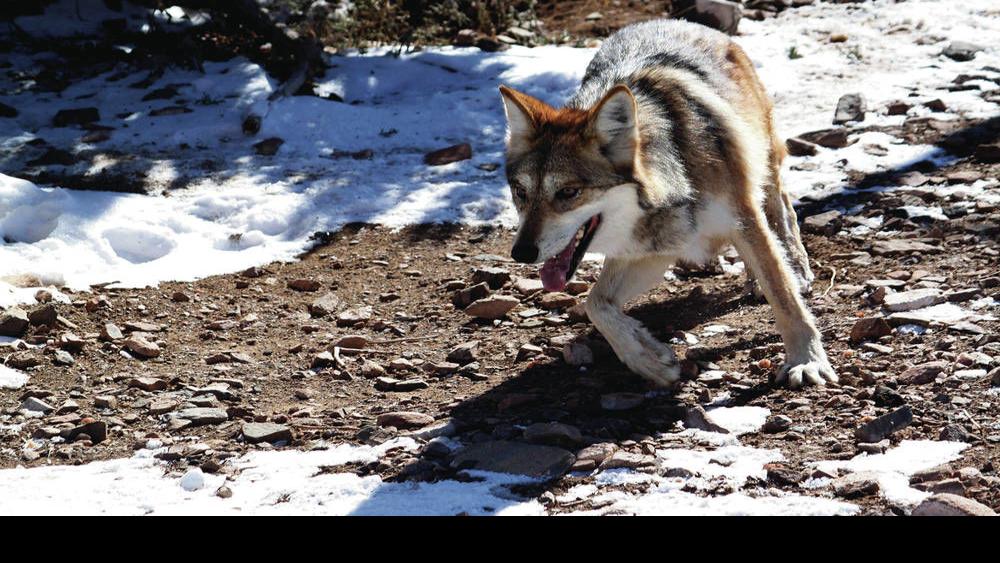 Conservation Groups Ask For The Release Of More Wolf Packs Local