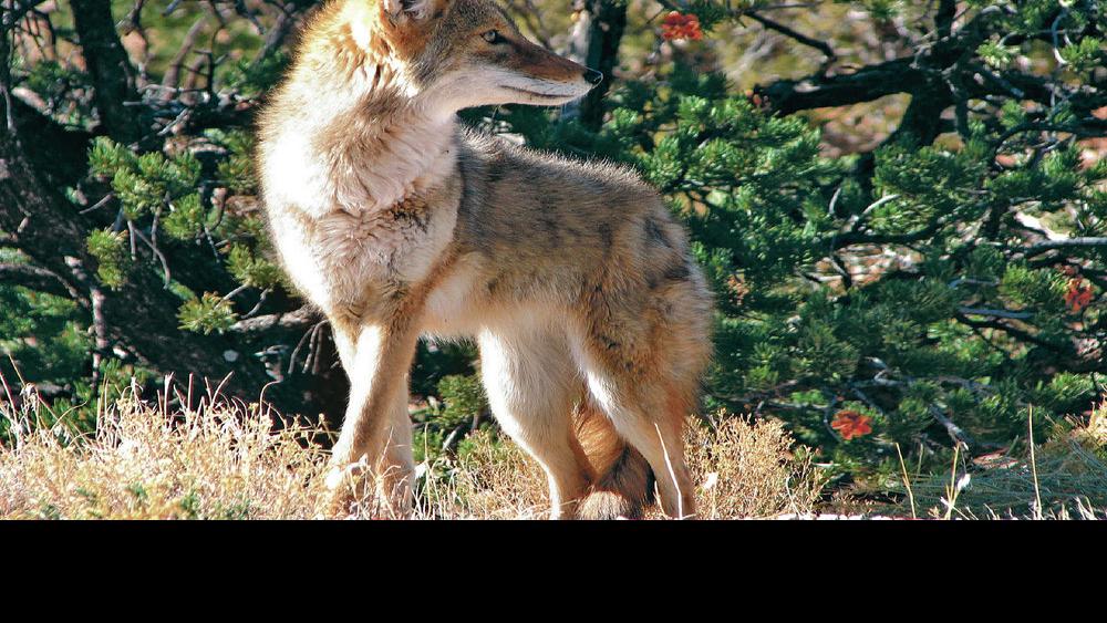 Commentary No We Don T Need To Kill Coyotes Commentary