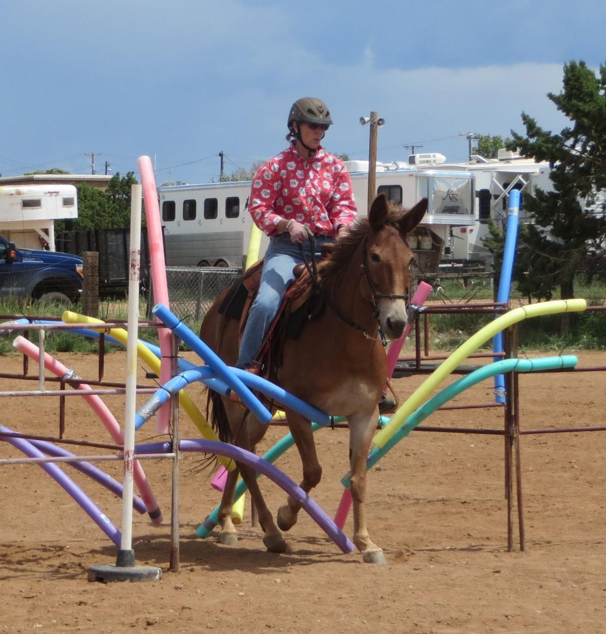 Meet a Mule Day is Saturday at county fair News in brief