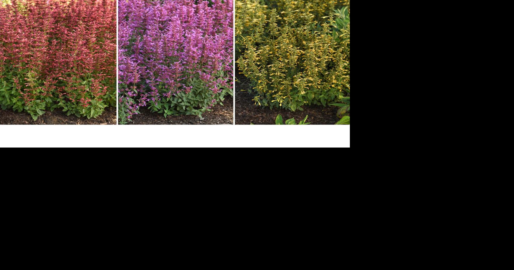 The AP's gardening expert has a list of 10 top-performing new plants for this season