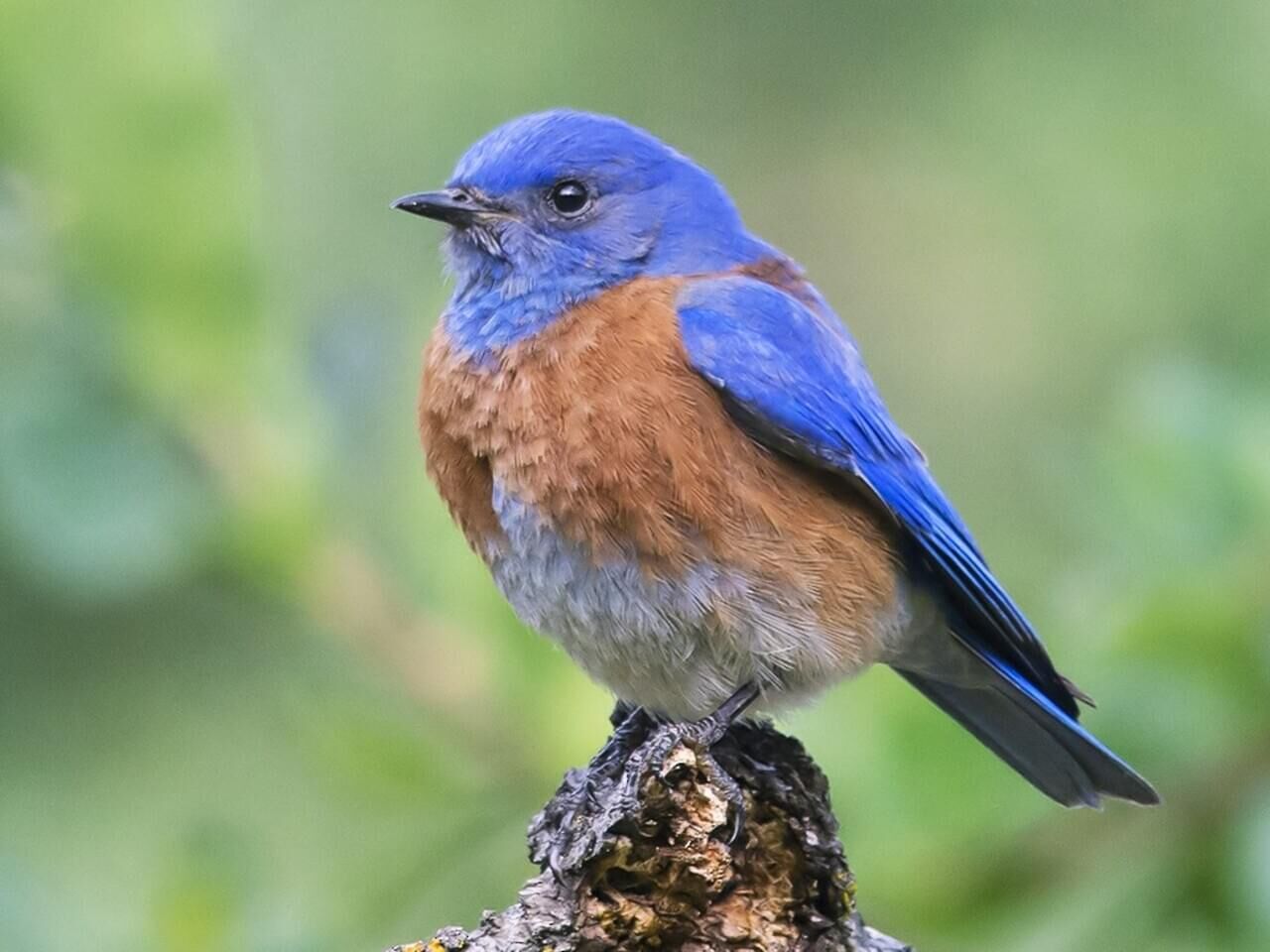 New Mexico s resident western bluebirds will be nesting soon