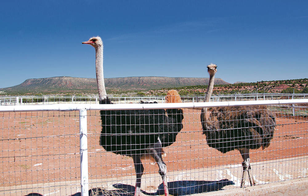 the-other-red-meat-ostrich-operation-in-ribera-offers-eggs-from-hardy
