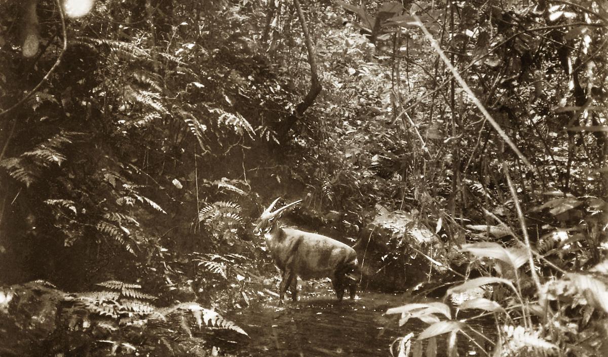 William Debuys On The Search For The Earth S Rarest Creature Books Santafenewmexican Com