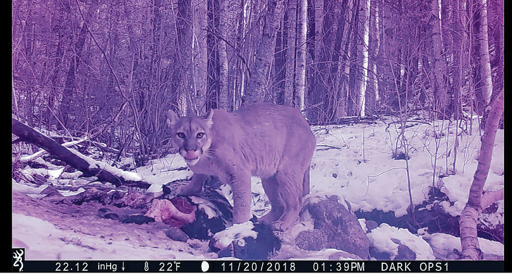 Mountain Lion Spotted Near Trail After Dogs Disappearance - mountain lion tracks in snow running