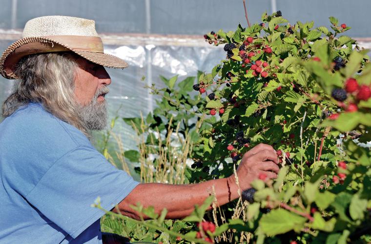 Can blackberries and tilapia help New Mexico’s small farmers thrive?
