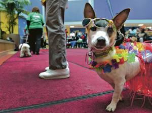 Do therapy animals really help owners?