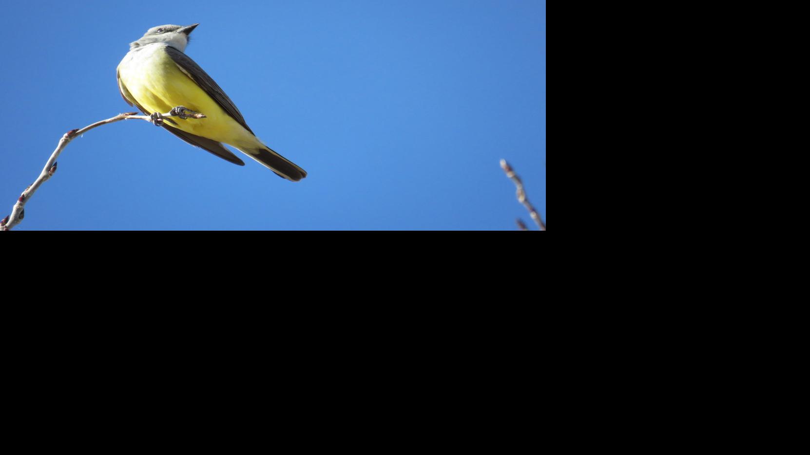 Thankfully Migrating Birds In Santa Fe Oblivious To Virus Local