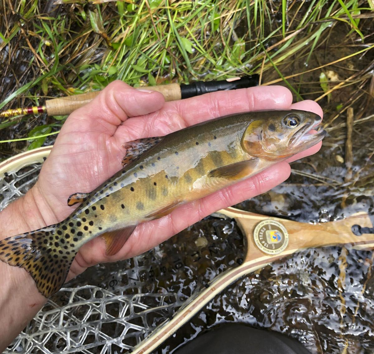 Fishing for High-Country Cutthroat in Alberta - North American
