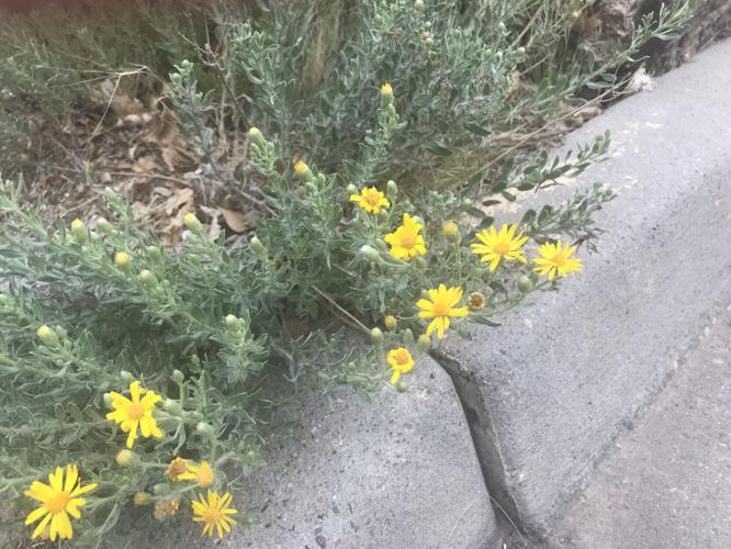 Alabama Wildflowers Yellow | Best Flower Site