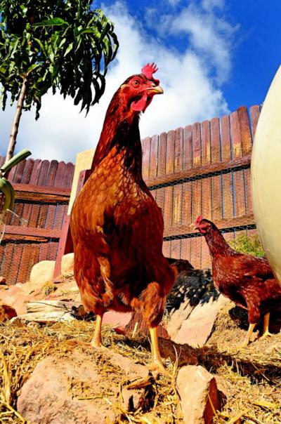 Ruling Gives Green Light For Trial In Eldorado S Chicken