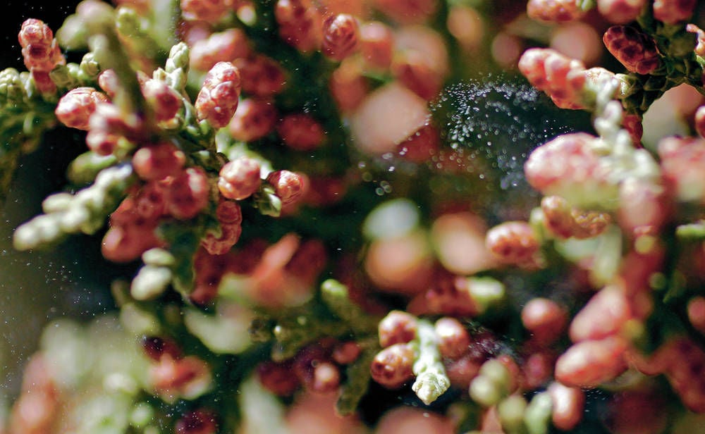 Allergy season in full swing Health And Science