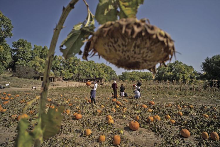 Pumpkin patch has New Mexicans pumped up for fall | Local ...