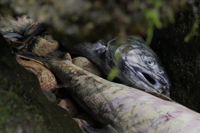 Cinematic Earth: the Wild & Scenic Film Festival