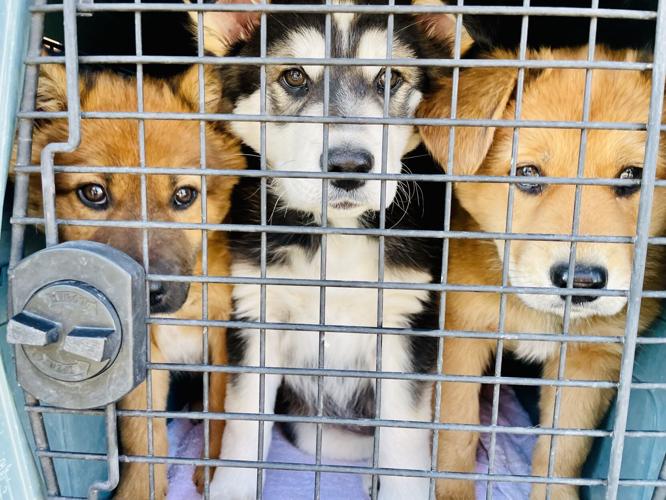 Española shelter dogs wing it to Hamptons | Local News | Española shelter dogs wing it to Hamptons | Local News |