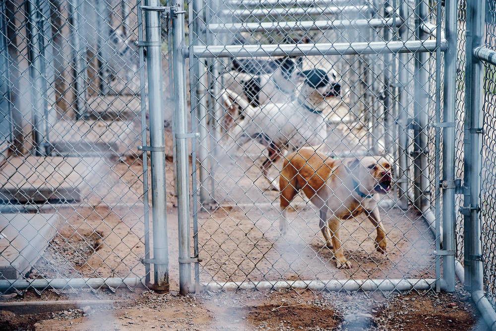 Housing deal with former Santa Fe animal shelter director draws