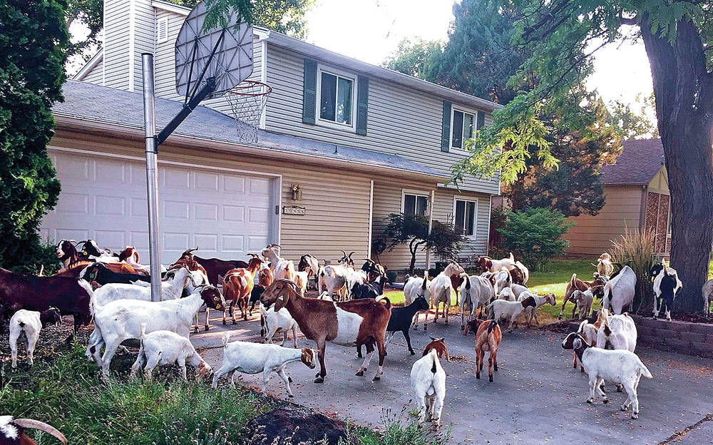 One hundred goats, chewing everything, invade neighborhood | News ...