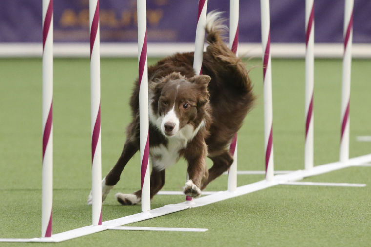 Border collie wins Westminster show agility trial News