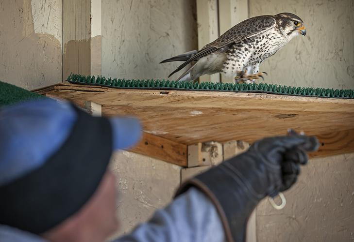 Grant allows New Mexico Wildlife Center near Española to hire fulltime vet Business