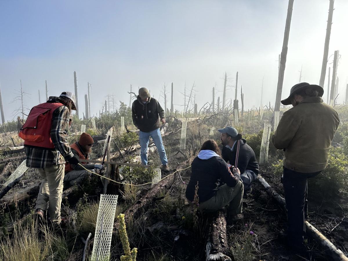 Earth, Wind and Fire: State Forestry Division launches new reforestation  effort | Local News | santafenewmexican.com