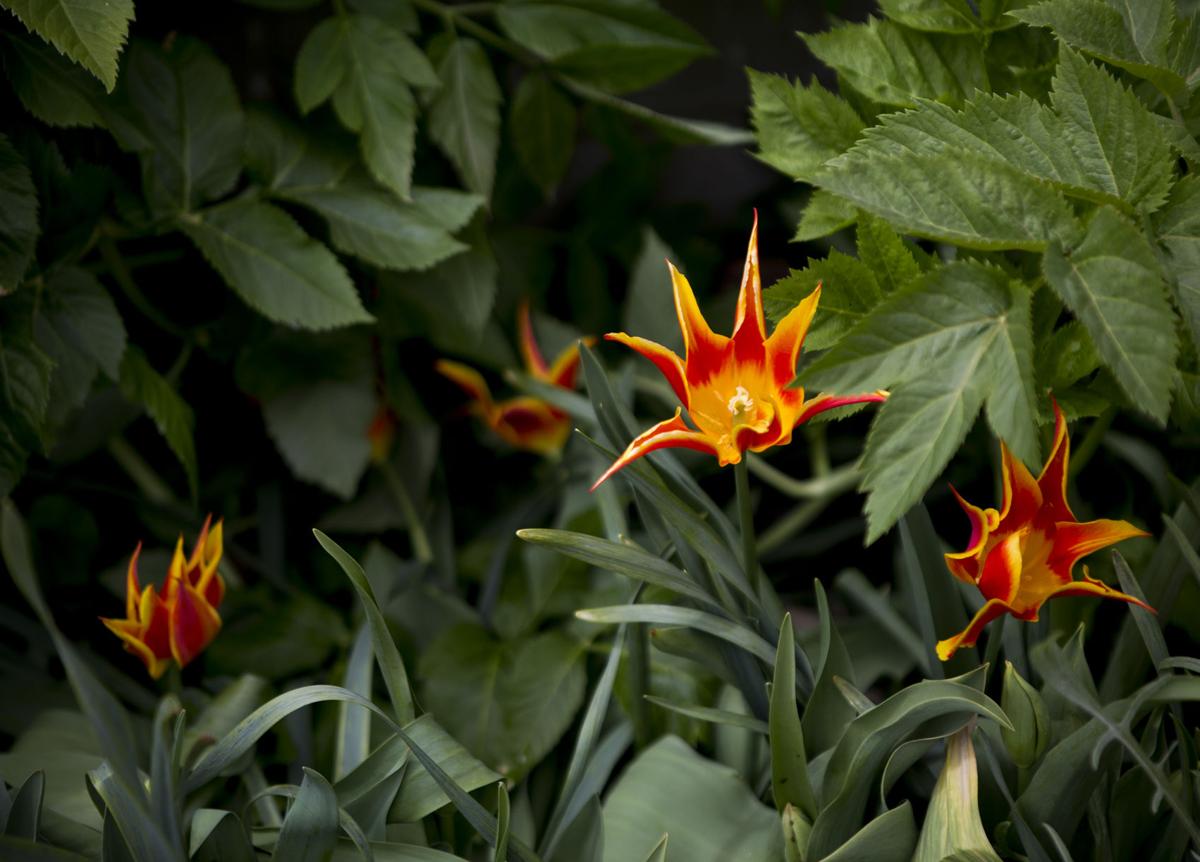 Nurseries Struggle Amid Virus Outbreak But New Guidelines May Help Coronavirus Santafenewmexican Com Mexicans worry that even getting covid won't make their leader take it seriously. nurseries struggle amid virus outbreak