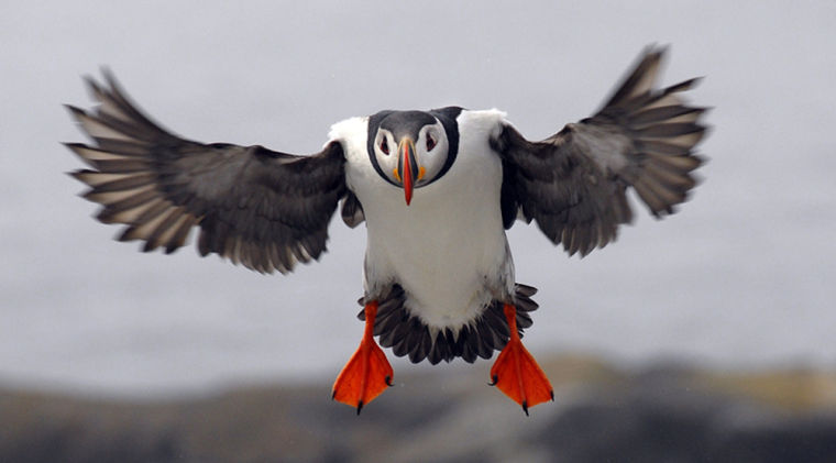 Puffin nesting sites in western Europe could be lost by end of