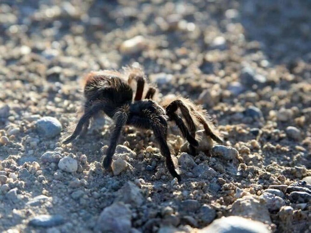 Tarantulas on the move for mating season in Northern New Mexico Local