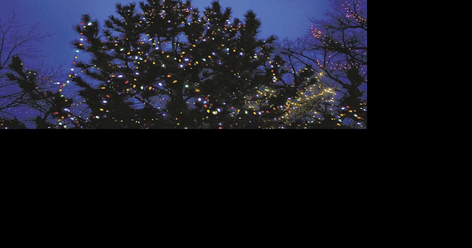 Christmas tree permits available for Santa Fe National Forest Local