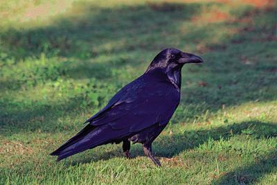 birds ravens common raven amazing santafenewmexican