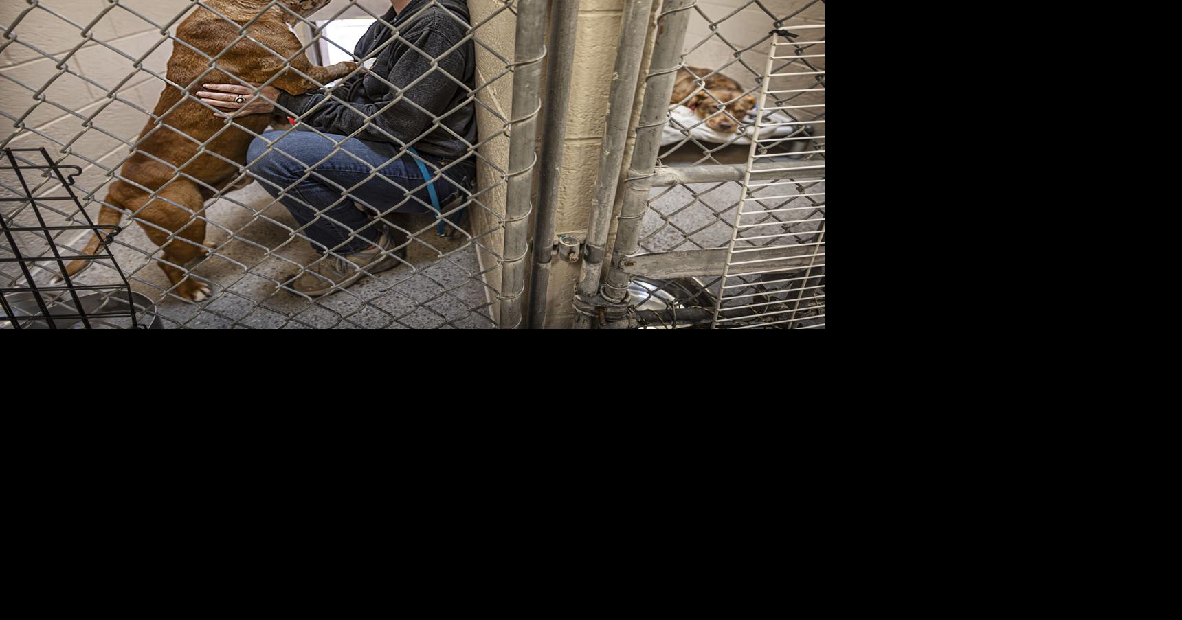 New Mexico senators push to continue pet food fee for spay, neuter programs | Legislature | New Mexico Legislative Session