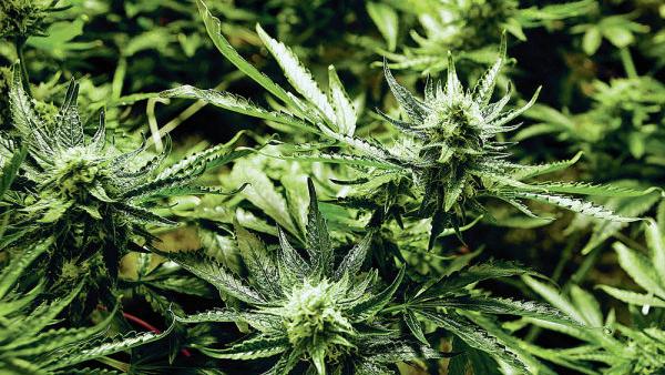 Legal Marijuana Across The Border In Colorado But Restrictions