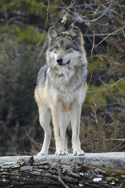 Wolf protection plan raises hackles in Southwest | Local News ...