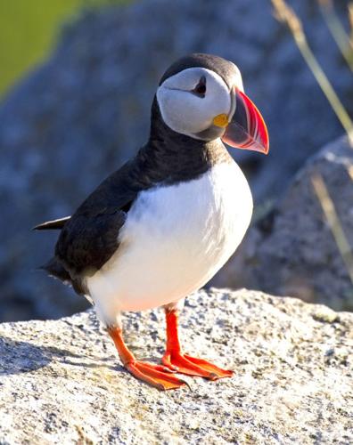 Adopt or Renew your Eastern Egg Rock Puffin