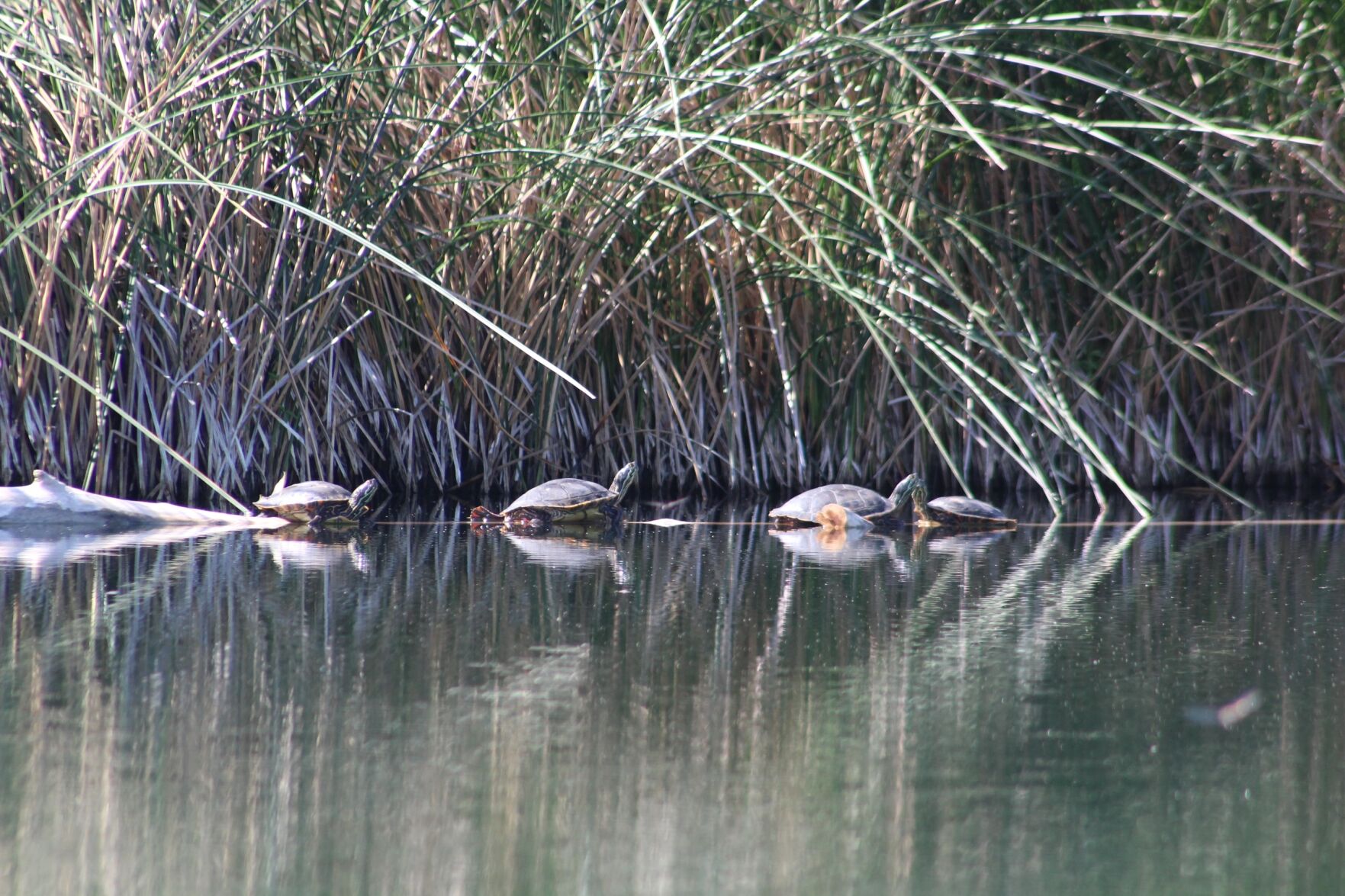 Turtle Del Rio Cooter up a creek? Group sues over Rio Grande turtle species | Local ...