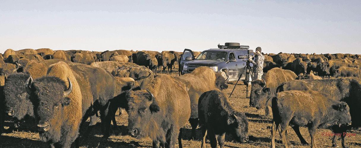 Texas Panhandle: Where the Buffalo Roamed and Tribes Still Thrive