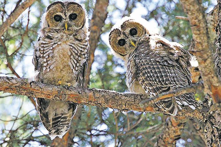 Recent court order hurts owls, humans