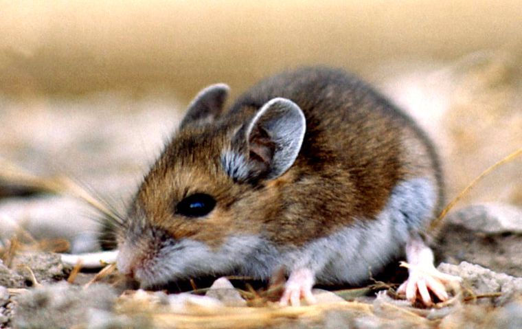 can dogs get hantavirus from mice