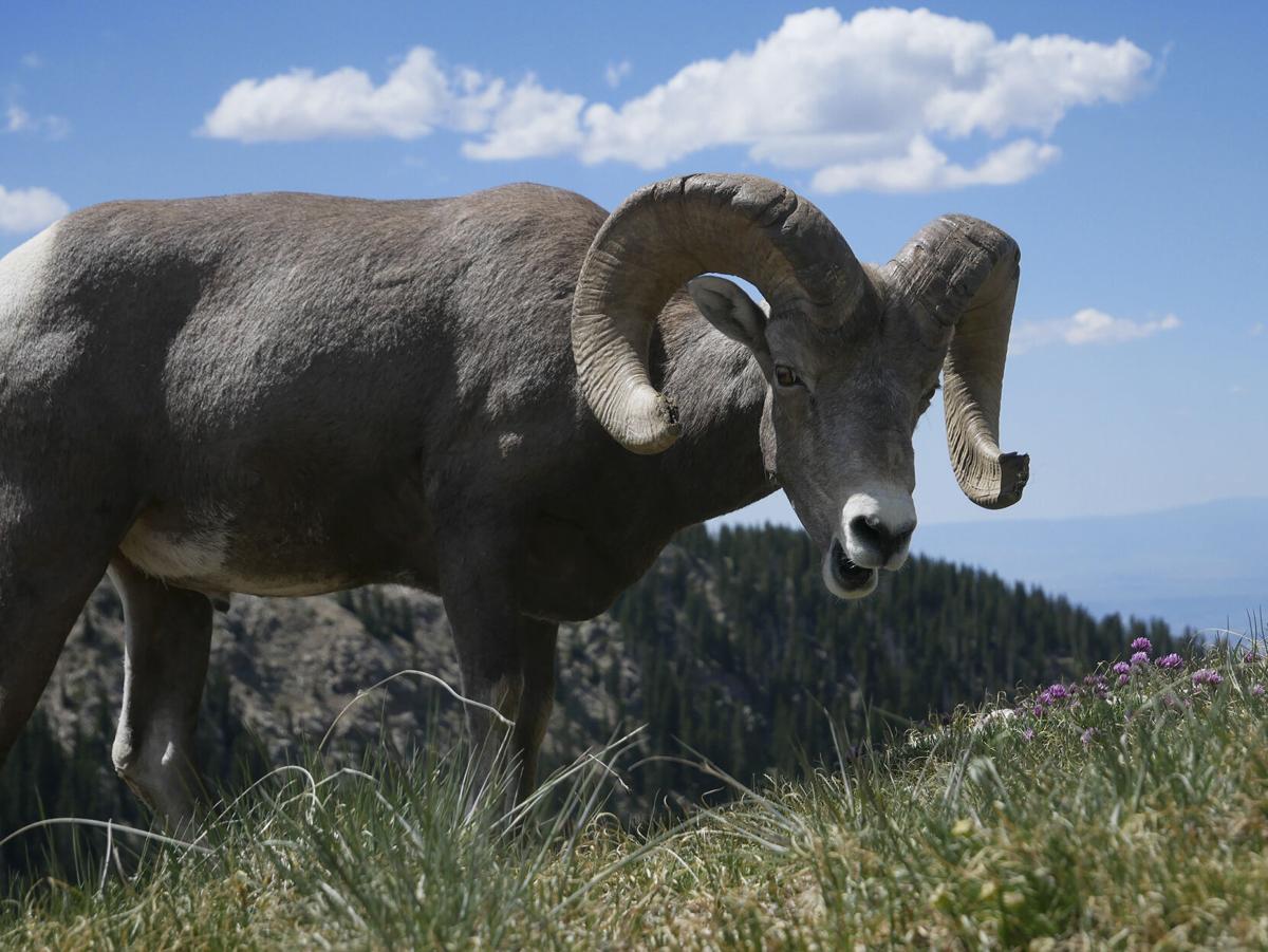 Big-money hunting tags help bring back New Mexico's bighorn sheep |  Adventure 