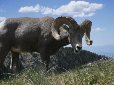 Big Money Hunting Tags Help Bring Back New Mexico S Bighorn Sheep Adventure Santafenewmexican Com