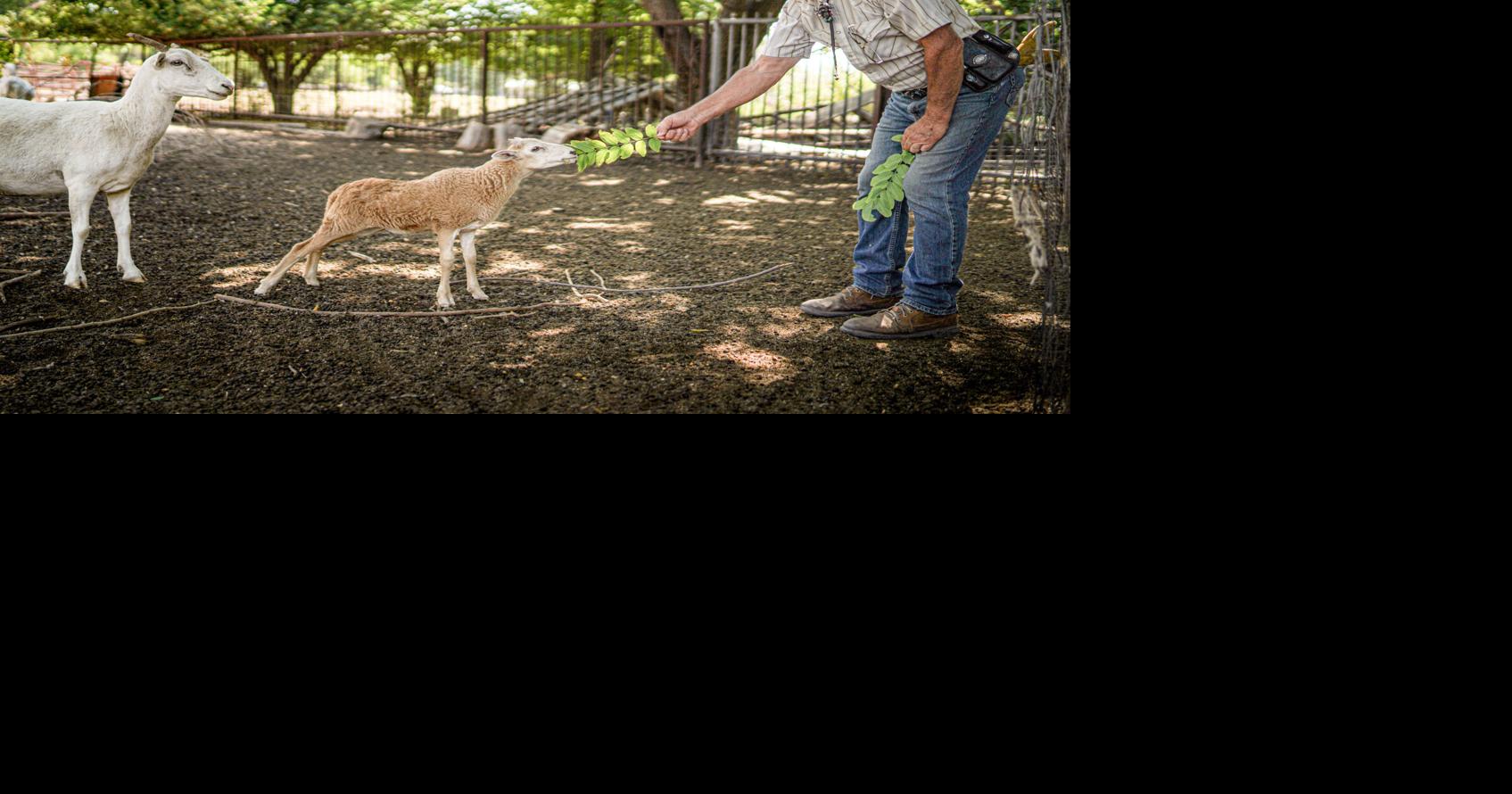New Mexico rancher: Heritage flock is descended from lost sheep of ...