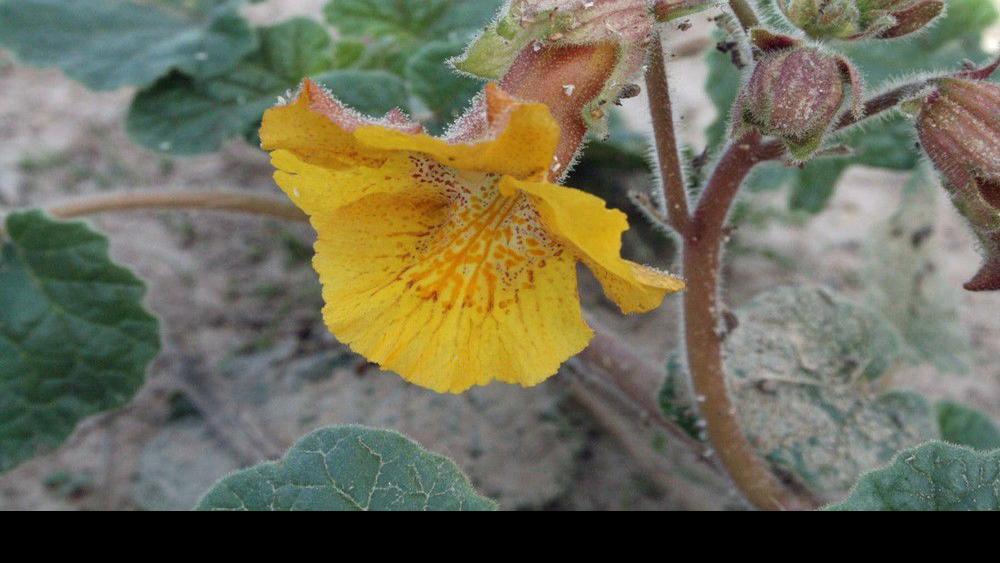 Santa Fe In Bloom A Devilish Delight Santa Fe New Mexican Home Real Estate Santafenewmexican Com Proboscidea parviflora, a dicot, is an annual herb that is native to california, and also found elsewhere in north america and beyond. santa fe in bloom a devilish delight