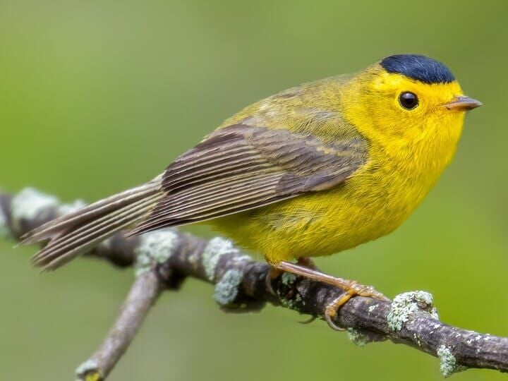 Orioles to fill position for official Bird Bath Performer after