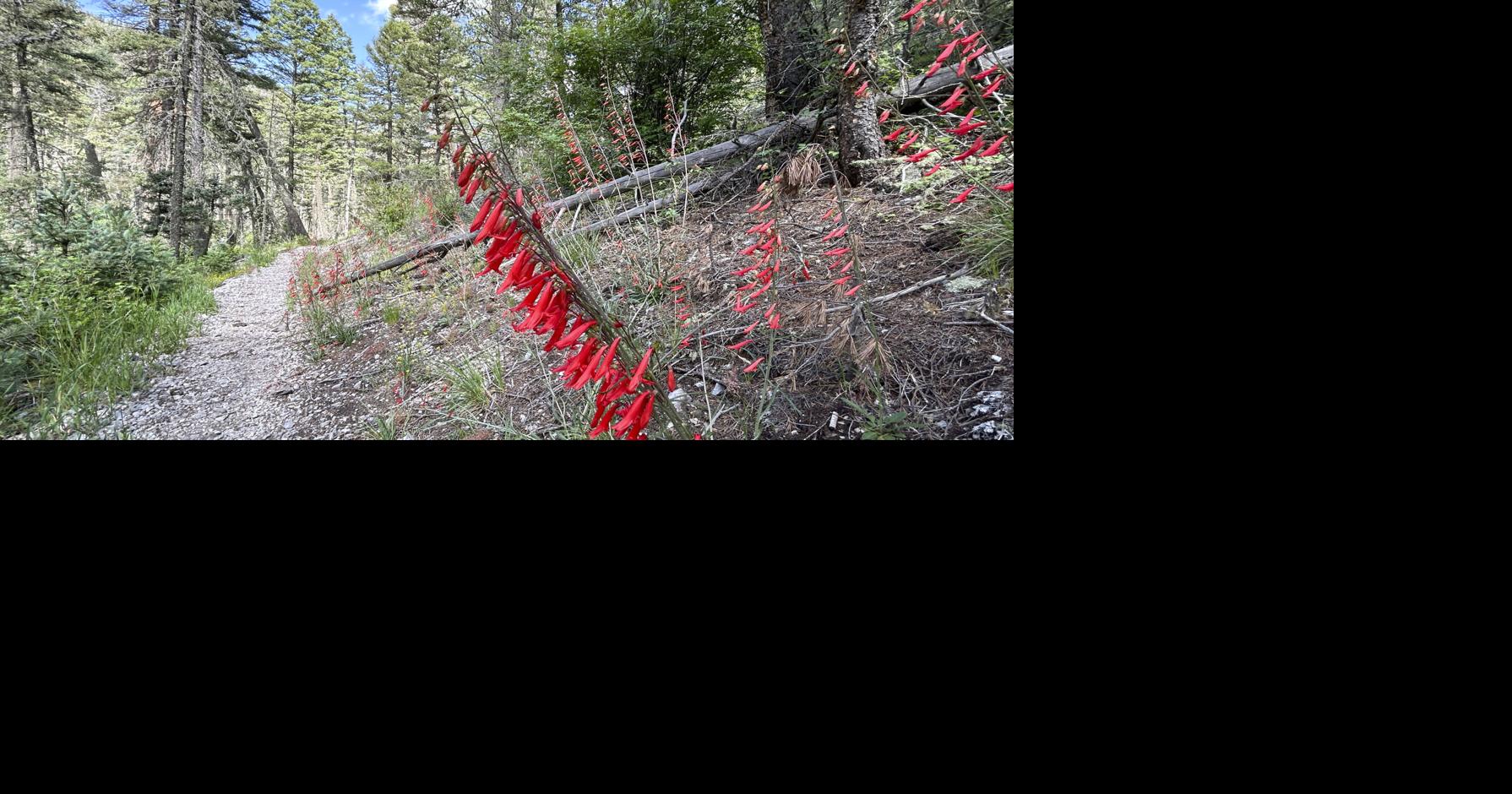 trampas penstemon.jpg