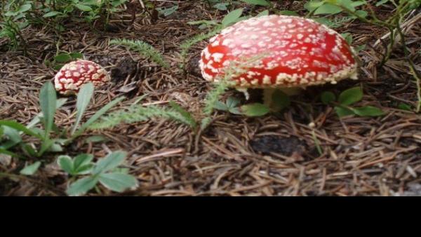 Mushrooms Plentiful At Higher Elevations Outdoors Santafenewmexican Com