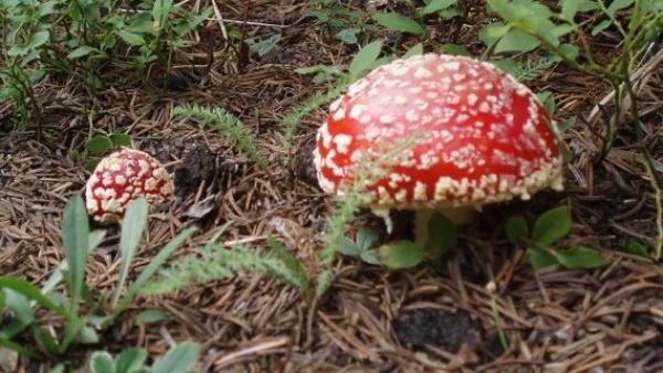 Mushrooms Plentiful At Higher Elevations Outdoors Santafenewmexican Com Mushrooms Plentiful At Higher Elevations Outdoors Santafenewmexican Com